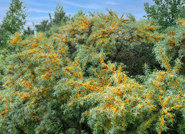 sea buckthorn shrubs (1)